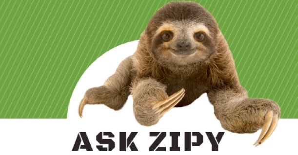What's the Buzz About Ask Zipy?