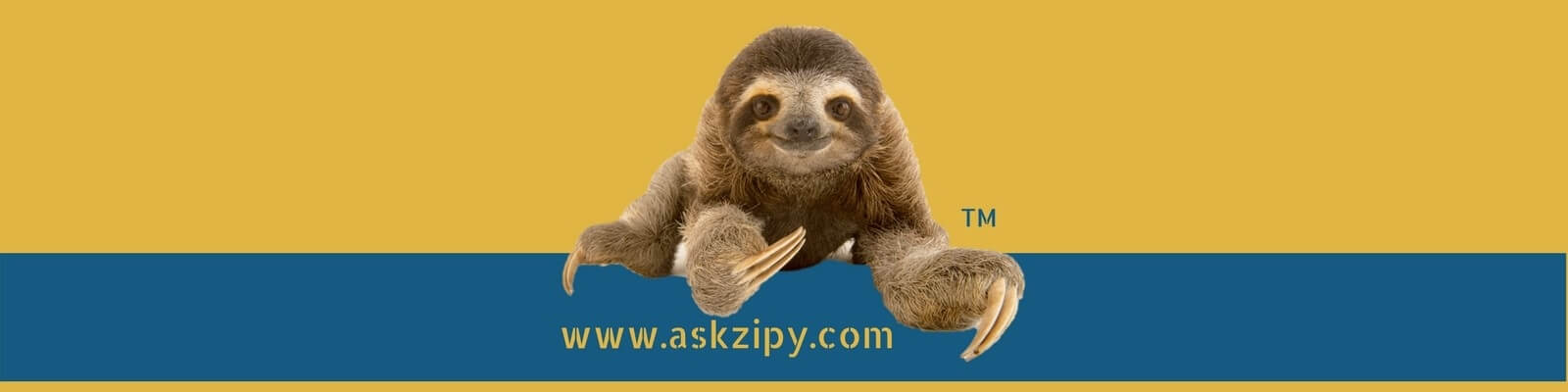 New Features on Ask Zipy