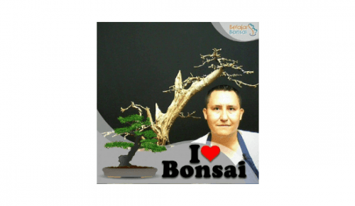 Mi taller de Bonsai